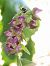 Epipactis indet. group. helleborine (Epipactis indéterminé du groupe à larges feuilles) © Christophe Alavoine