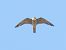 Baumfalke (Falco subbuteo) © Massimo Tassinari