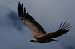 Vautour fauve  - Peter Wimmer