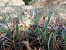 Spiranthes spiralis (Spiranthe d'automne) © Alain Falvard