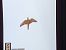 Lodolaio (Falco subbuteo) © Tommaso Bonora