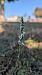 Spiranthes spiralis (Spiranthe d'automne) © Christian Noel