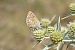 Moreneta no identificada (Aricia sp.) © Purnendu Roy