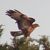 Poiana (Buteo buteo) © Augusta Castiglioni