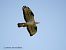European Honey Buzzard - Mikel Etxegarai