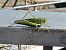 Llagosta verda d'ales llargues (Tettigonia viridissima) © Toni Alonso Jardí