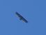 Vautour moine 