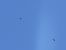 Vautour moine 