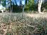 Spiranthes spiralis (Spiranthe d'automne) © Alain Falvard