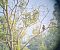 Poiana (Buteo buteo) © Fabrizio Florit (FVG)