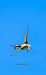 Abellerol (Merops apiaster) © Jose Molis