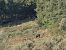 Senglar (Sus scrofa) © Andreu Canut i Font