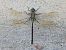 Anax parthenope © Sonke Hardersen