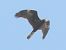 Falco di palude (Circus aeruginosus) © Massimo Tassinari