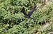 Corvo imperiale (Corvus corax) © Alessio Mannello