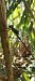 Vimetaire occidental (Chalcolestes viridis) © Pancho Pou
