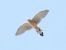 Gheppio (Falco tinnunculus) © Massimo Tassinari