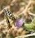 Papallona reina (Papilio machaon) © Roger Coromina Marcé