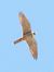 Lodolaio (Falco subbuteo) © Massimo Tassinari