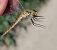 Sympetrum depressiusculum  - Andrea Verdelli