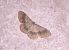 Idaea aversata © Mirko Tomasi