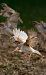 Eurasian Tree Sparrow (Passer montanus) © Jose Molis