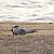 Sandwich Tern (Thalasseus sandvicensis) © Joan Pessarrodona