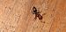 Crematogaster scutellaris  - Michele Cento