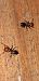 Crematogaster scutellaris  - Michele Cento