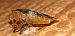 Pentatoma rufipes  - Michele Cento