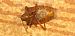 Pentatoma rufipes © Michele Cento