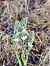 Spiranthes spiralis (Spiranthe d'automne) © Didier Godreau