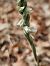 Spiranthes spiralis (Spiranthe d'automne) © Didier Godreau