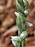 Spiranthes spiralis (Spiranthe d'automne) © Didier Godreau