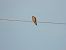 Red-footed Falcon  - Adrian Dudkiewicz