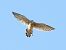 Gheppio (Falco tinnunculus) © Massimo Tassinari