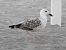Mugnaiaccio (Larus marinus) © Massimo Tassinari