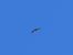 Vautour fauve 