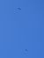Vautour fauve 