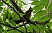 Scoiattolo comune europeo (Sciurus vulgaris) © Carlotta Fassina