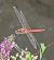 Sympetrum depressiusculum © Andrea Verdelli