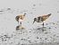Gambecchio comune (Calidris minuta) © Massimo Tassinari