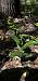 Epipactis leptochila (Épipactis à labelle étroit) © Claire Perrachon