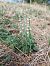 Spiranthes spiralis (Spiranthe d'automne) © Alain Falvard