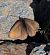 Erebia pluto © Battisti Andrea