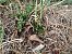 Spiranthes spiralis (Spiranthe d'automne) © Alain Falvard