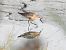Piovanello comune (Calidris ferruginea) © Massimo Tassinari