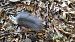 Ghiro (Glis glis) © Renato Cottalasso