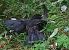 Gracchio alpino (Pyrrhocorax graculus) © Marco Cortemiglia
