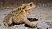 Rospo comune (Bufo bufo) © Renato Cottalasso